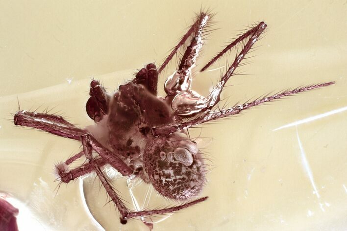 Detailed Fossil Spider (Acrometa) In Baltic Amber #362725